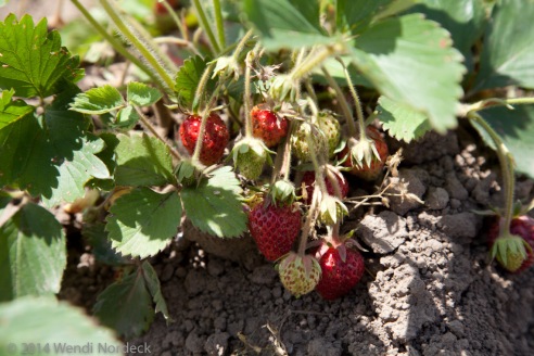 Strawberry Picking from https://roux44.com